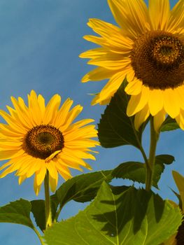 Honeybee Covered in Pollen in a Sunflower