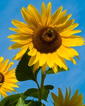 Honeybee Covered in Pollen in a Sunflower