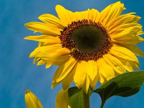 Honeybee Covered in Pollen in a Sunflower