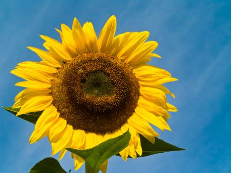 Honeybee Covered in Pollen in a Sunflower