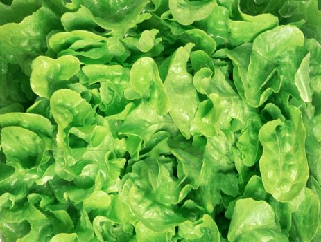 fresh green salad macro close up for you