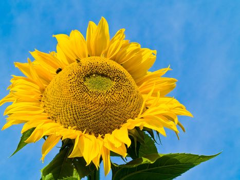 Honeybee Covered in Pollen in a Sunflower