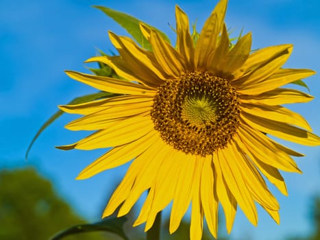 Yellow Sunflower closeup against a blue cloudless sky. 