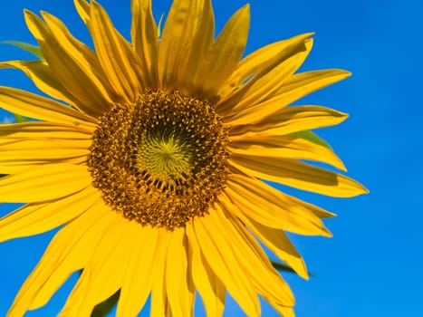 Yellow Sunflower closeup against a blue cloudless sky. 