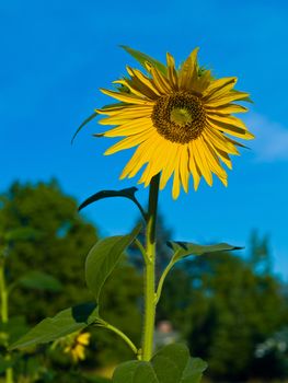 Yellow Sunflower closeup against a blue cloudless sky. 