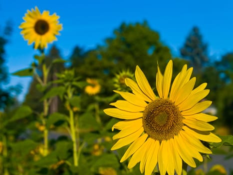 Yellow Sunflower closeup against a blue cloudless sky. 