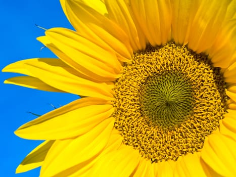 Yellow Sunflower closeup against a blue cloudless sky. 