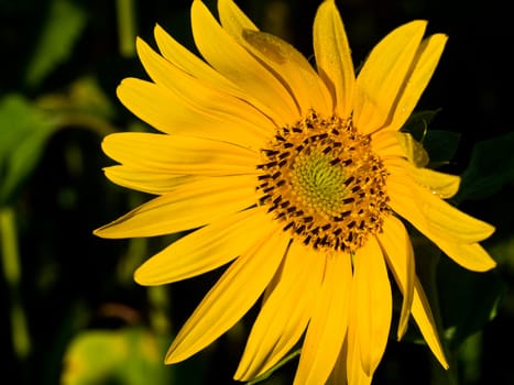 Yellow Sunflower closeup against a blue cloudless sky. 