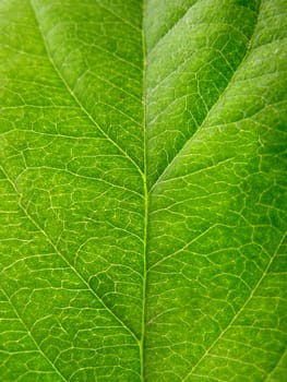 green leaf texture close up for you