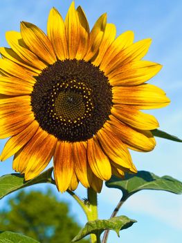 Yellow Sunflower closeup against a blue cloudless sky. 