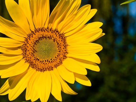 Yellow Sunflower closeup against a blue cloudless sky. 