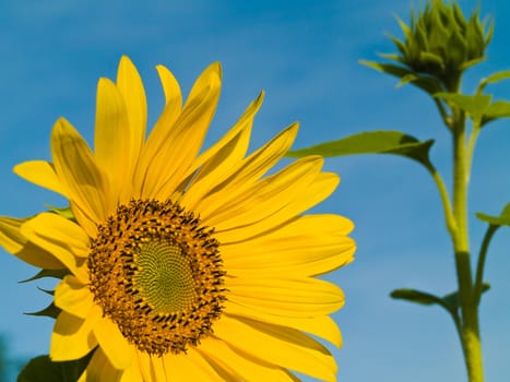 Yellow Sunflower closeup against a blue cloudless sky. 