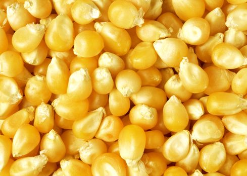 corn texture close up for you and ur web
