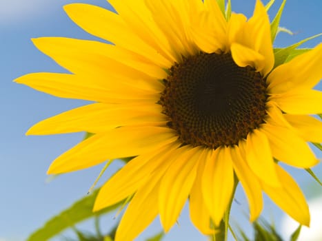 Yellow Sunflower closeup against a blue cloudless sky.