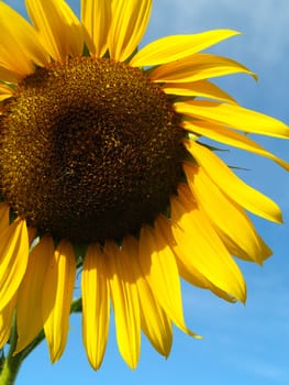 Yellow Sunflower closeup against a blue cloudless sky.