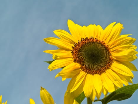 Yellow Sunflower closeup against a blue cloudless sky.