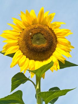Yellow Sunflower closeup against a blue cloudless sky.