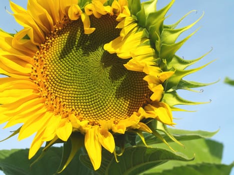 Yellow Sunflower closeup against a blue cloudless sky.