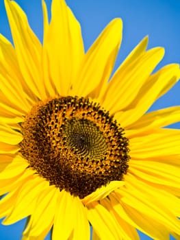 Yellow Sunflower closeup against a blue cloudless sky.