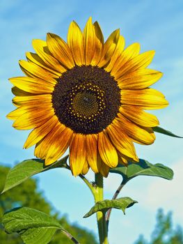 Yellow Sunflower closeup against a blue cloudless sky. 