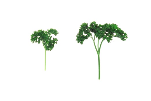 Fresh tasty dill isolated on white background