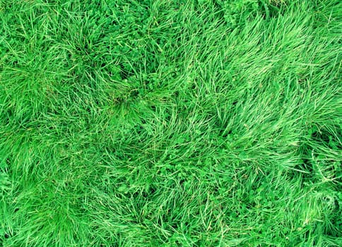 field of long grass close up for you