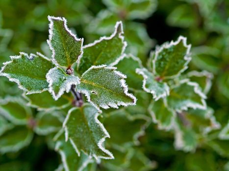 Frost covered holly leaves at the beginning of winter