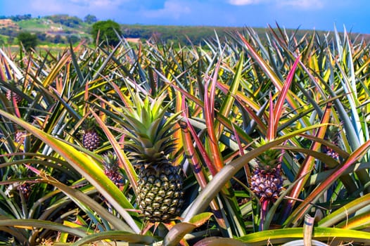 Pineapplefield. Rayong Province, Thailand.