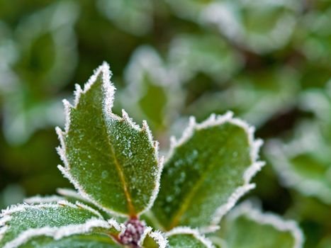 Frost covered holly leaves at the beginning of winter