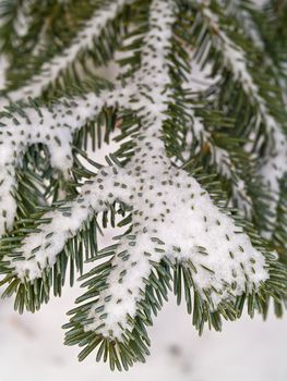 Snow Covered Pine Tree Branches Close Up