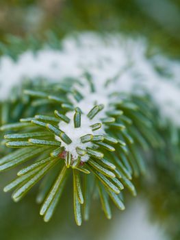 Snow Covered Pine Tree Branches Close Up