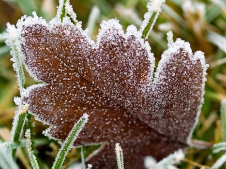 Frost Covered Leaf on Frozen Grass on an Autumn Morning