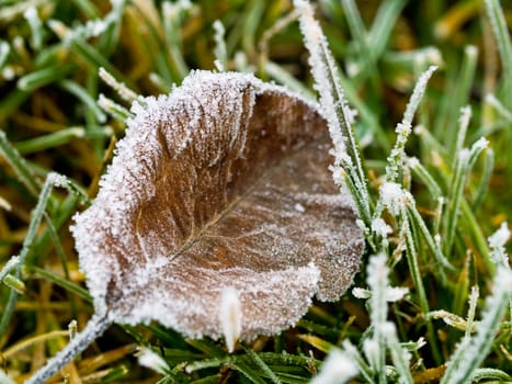 Frost Covered Leaf on Frozen Grass on an Autumn Morning