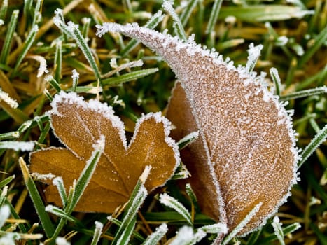Frost Covered Leaf on Frozen Grass on an Autumn Morning