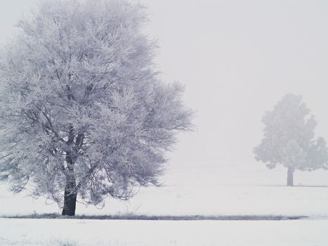 Winter Trees Covered in Frost on a Foggy Morning