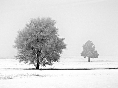 Winter Trees Covered in Frost on a Foggy Morning