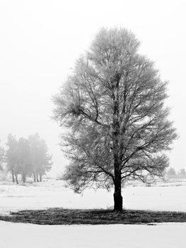 Winter Trees Covered in Frost on a Foggy Morning