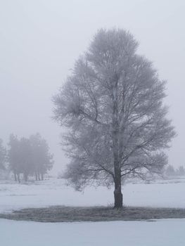 Winter Trees Covered in Frost on a Foggy Morning