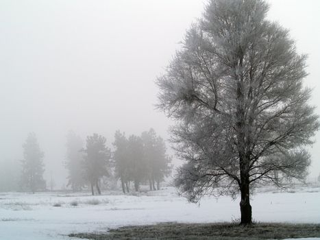 Winter Trees Covered in Frost on a Foggy Morning