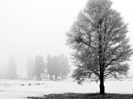 Winter Trees Covered in Frost on a Foggy Morning