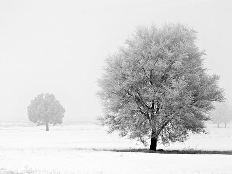 Winter Trees Covered in Frost on a Foggy Morning