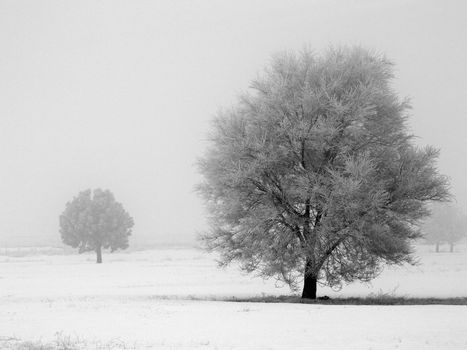 Winter Trees Covered in Frost on a Foggy Morning