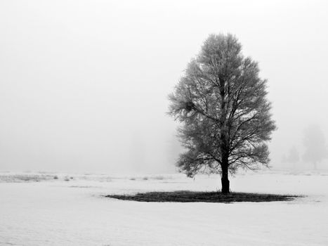 Winter Trees Covered in Frost on a Foggy Morning