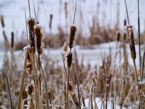 Frozen Marsh Area on an Overcast Day