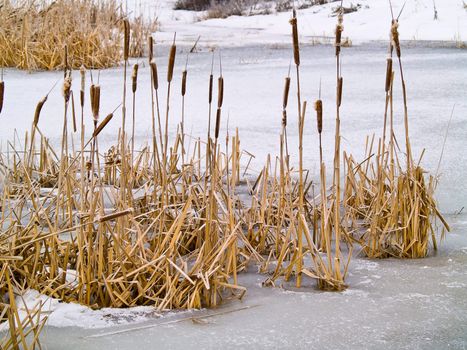 Frozen Marsh Area on an Overcast Day