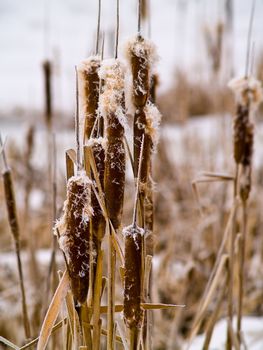 Frozen Marsh Area on an Overcast Day