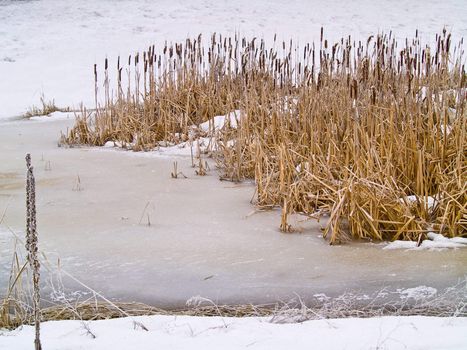 Frozen Marsh Area on an Overcast Day