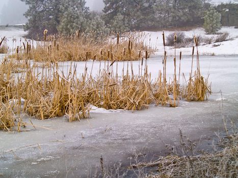 Frozen Marsh Area on an Overcast Day