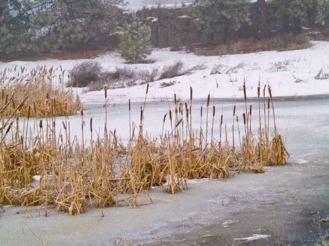 Frozen Marsh Area on an Overcast Day