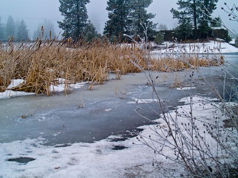 Frozen Marsh Area on an Overcast Day